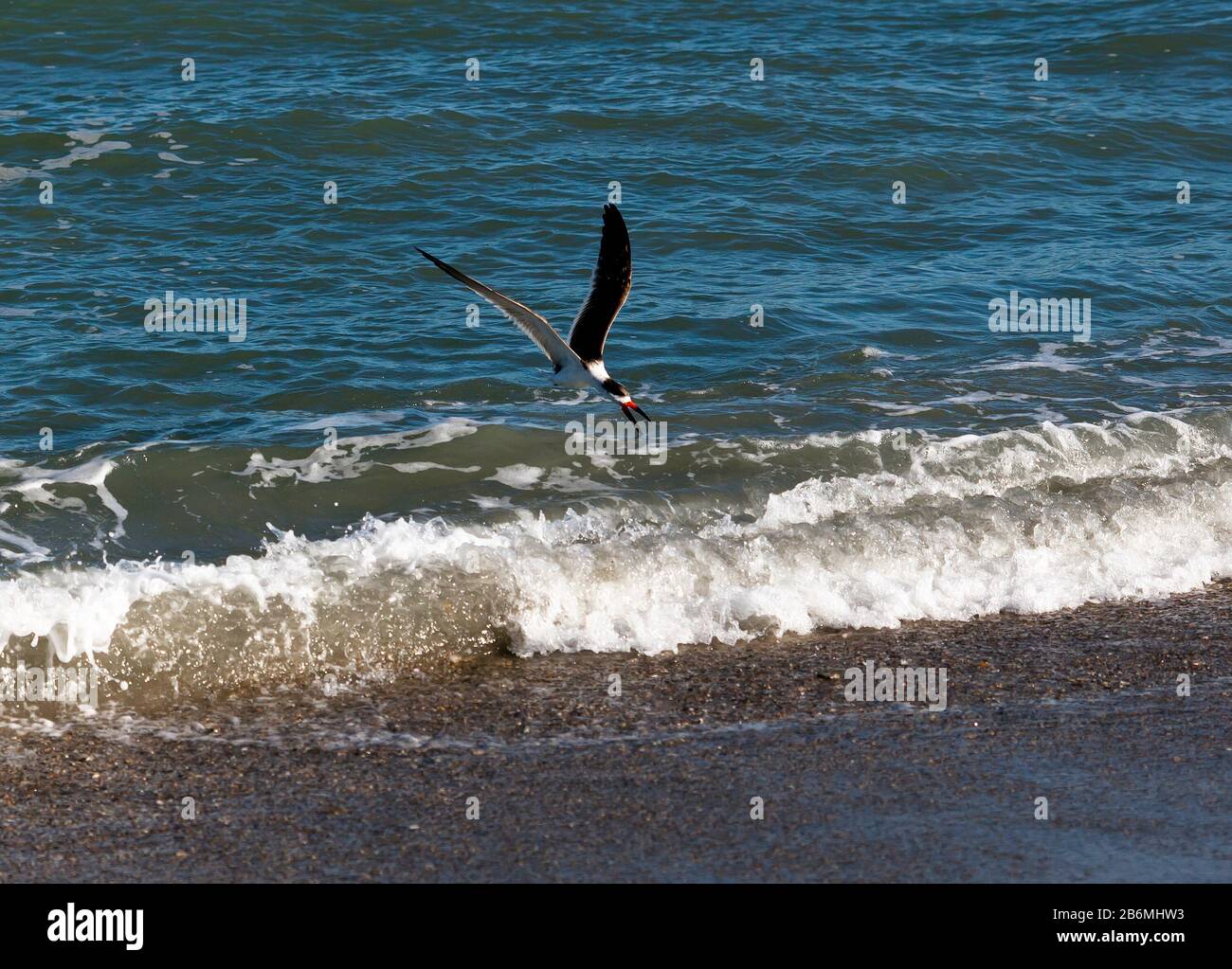 A Black Skimmer using its long lower mandible to skim the water for small fish, in the edge of the surf, on Cape Canaveral Beach Stock Photo