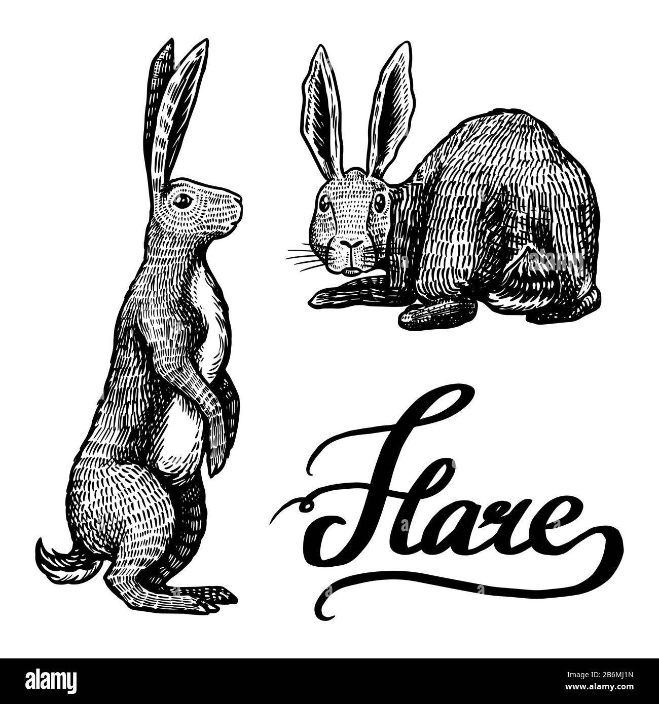 Wild hares. Rabbits sits and stands on its paws. Forest bunny or coney. Hand drawn engraved old sketch for T-shirt, tattoo or label or poster. Vector Stock Vector