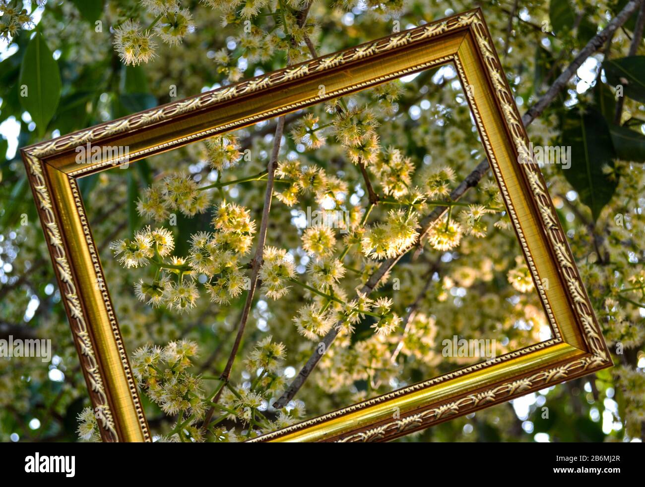 Jambolan Plum blossom  with picture frame Stock Photo
