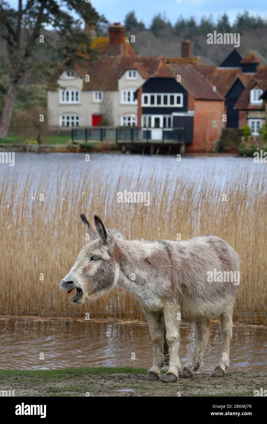 Beaulieu in the New Forest, Hampshire, UK Stock Photo