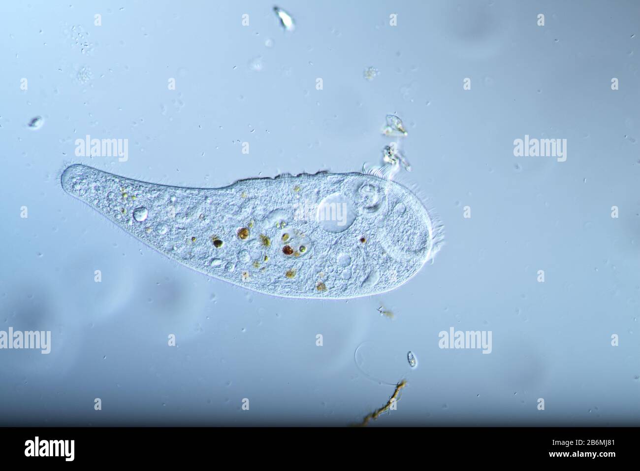 Trumpet animal as a microscopic plankton animal in drops of water Stock Photo