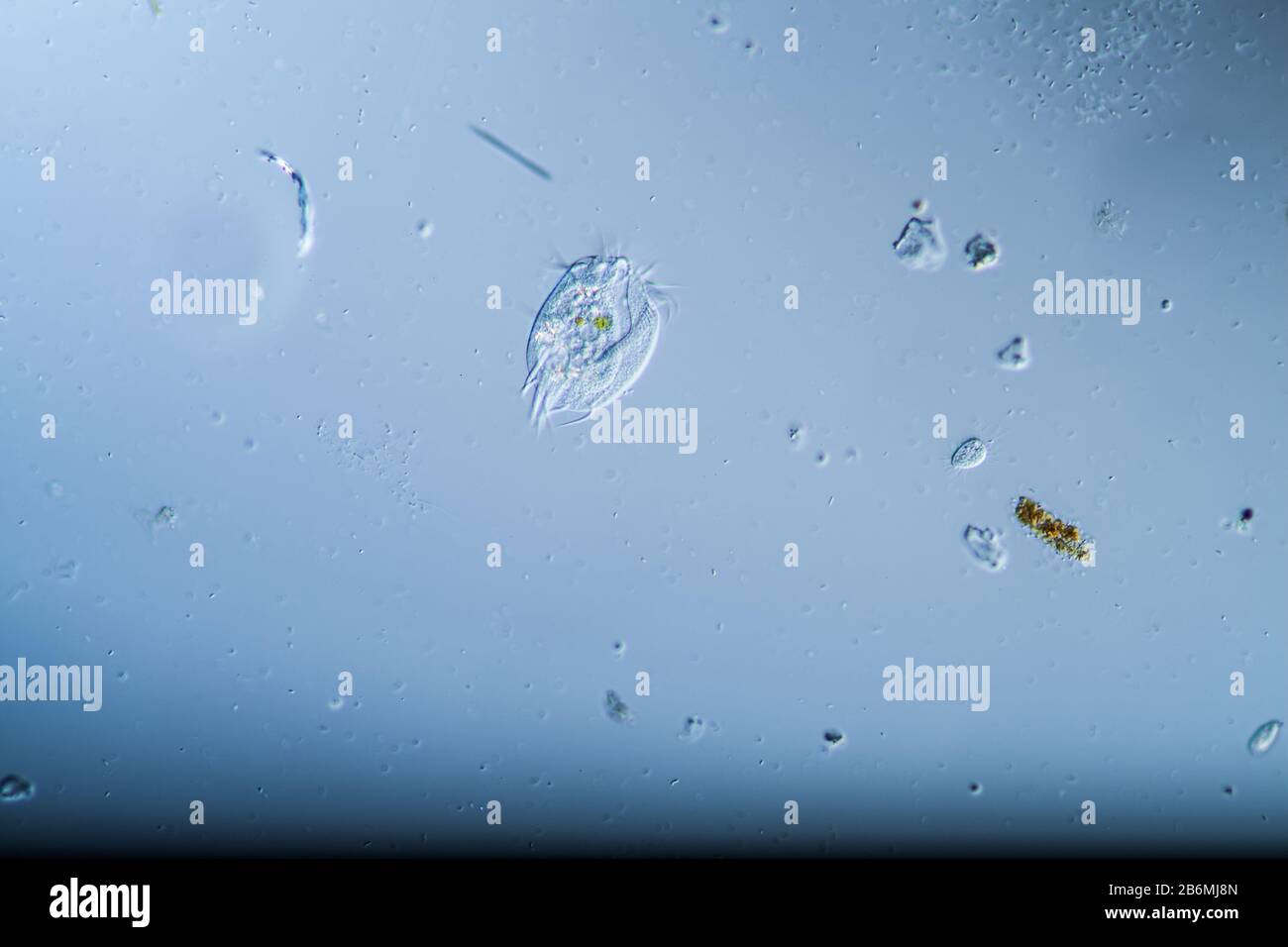 Ciliates as single-cell plankton animals in drops of water Stock Photo