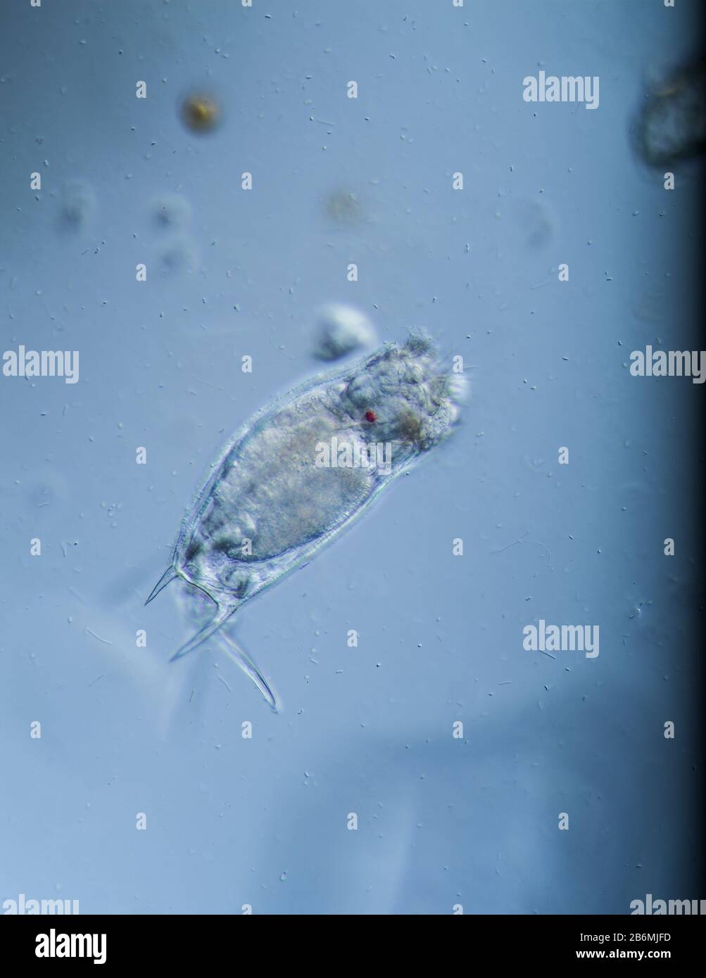 Rotifers as microscopic plankton in drops of water Stock Photo - Alamy