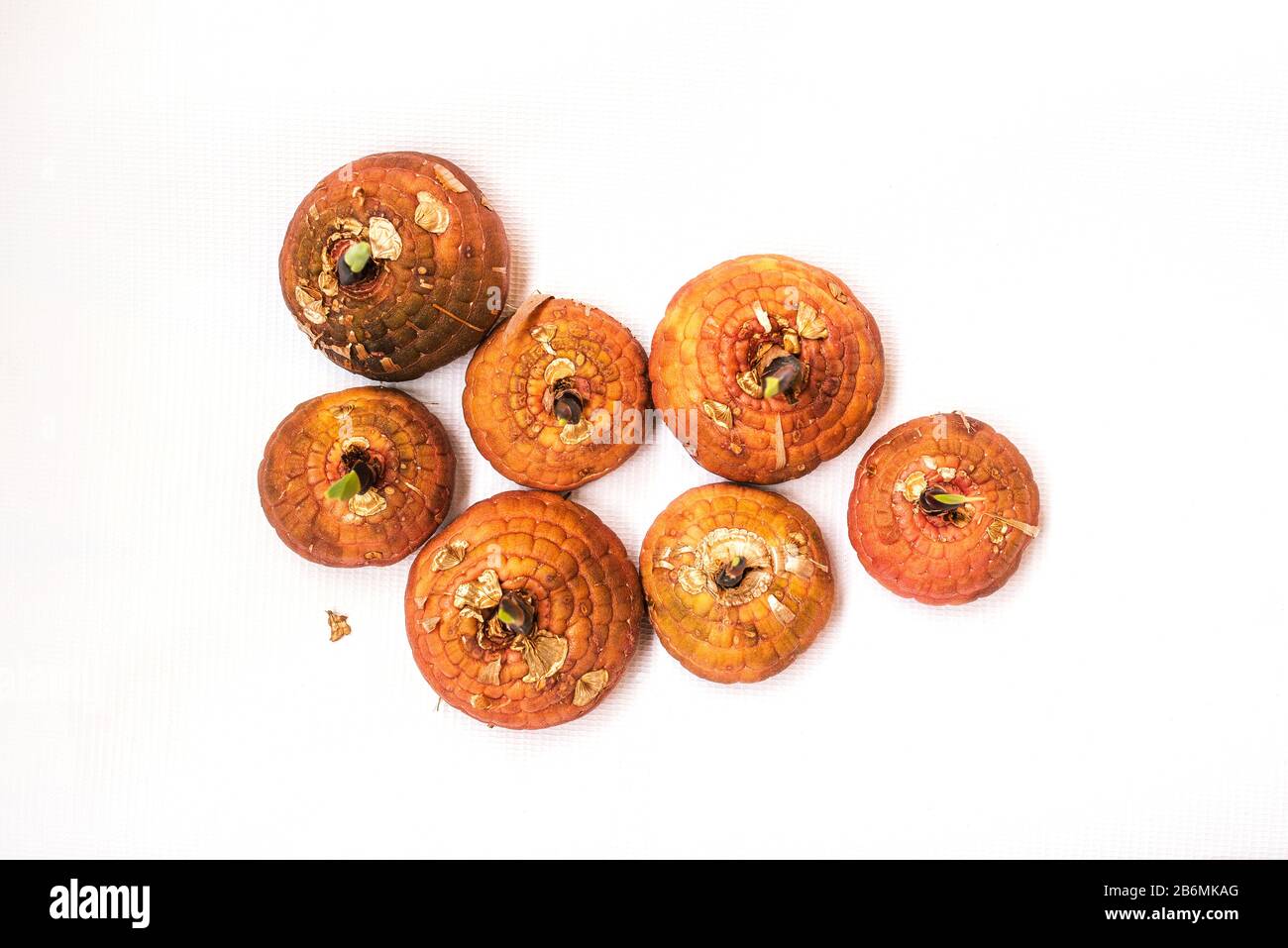 Gladiolus bulbs before planting on a white background. Germination of