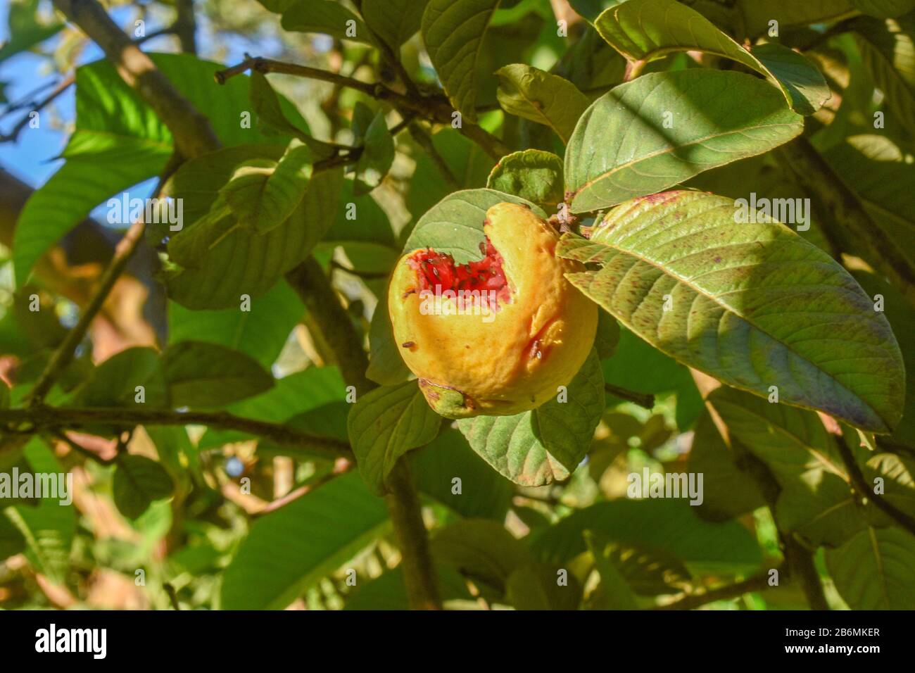 A ripe guava fruit on the tree eaten by birds. Stock Photo