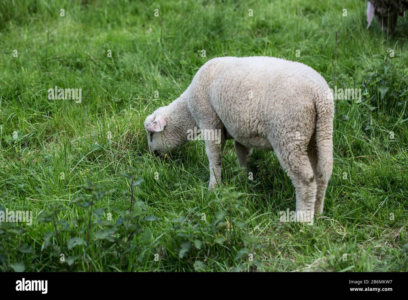 Shaft grazes in the meadow with tall grass Stock Photo