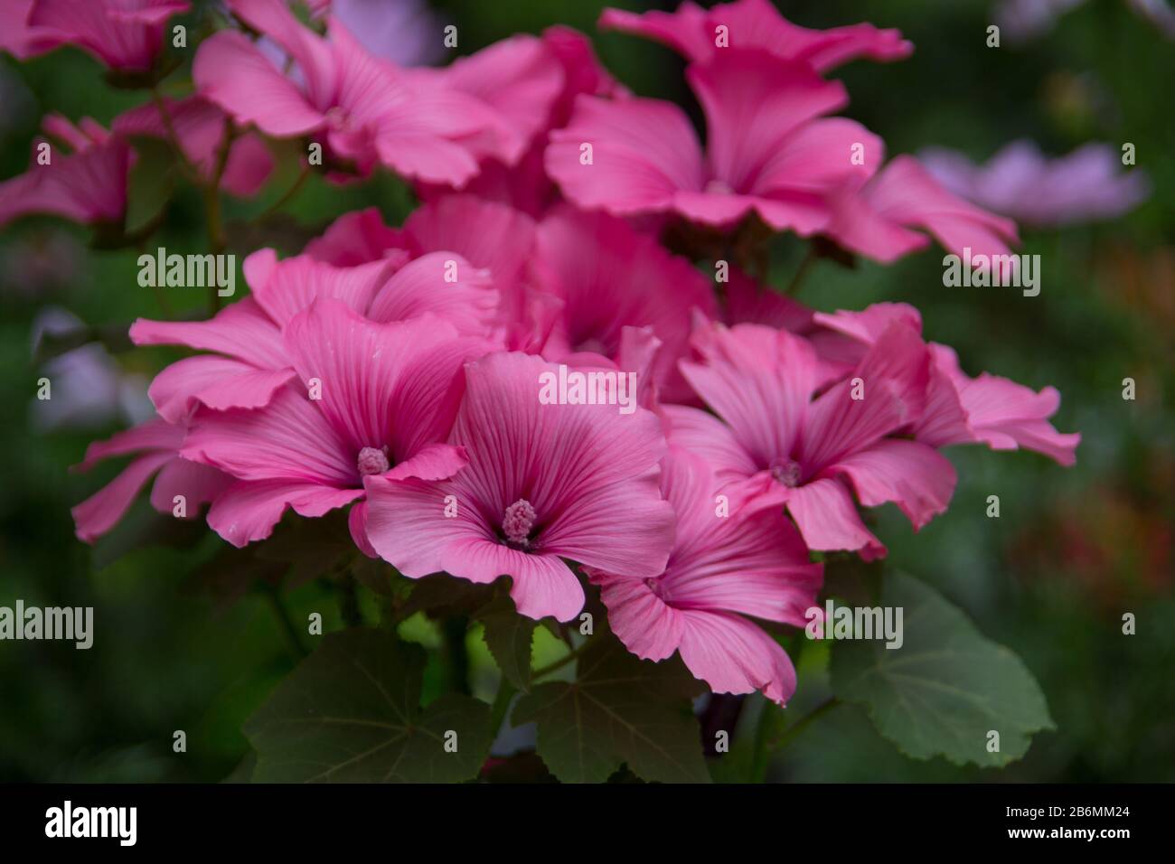 red violet mallow flowers with stamens Stock Photo