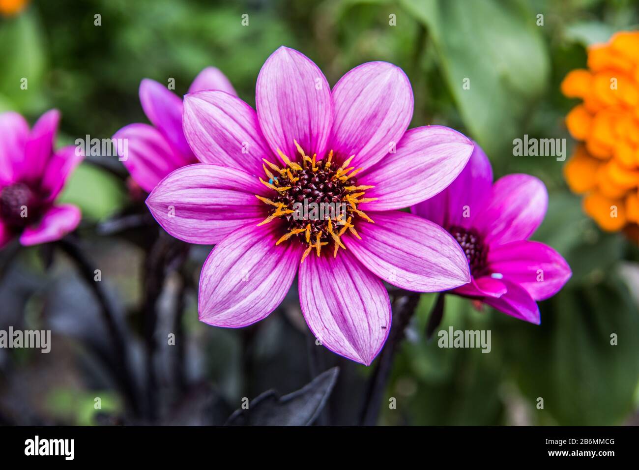 Purple ornamental plants hi-res stock photography and images - Alamy