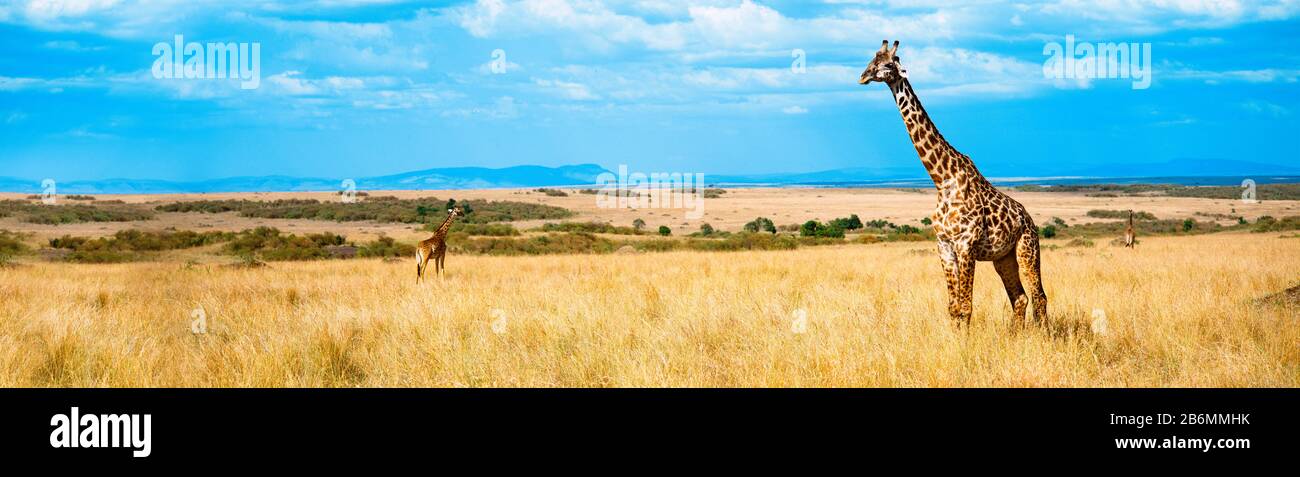 View of giraffe on safari, Maasai Mara, Kenya, Africa Stock Photo