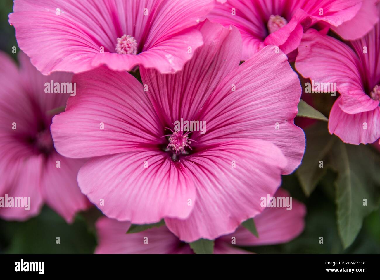 red violet mallow flowers with stamens Stock Photo