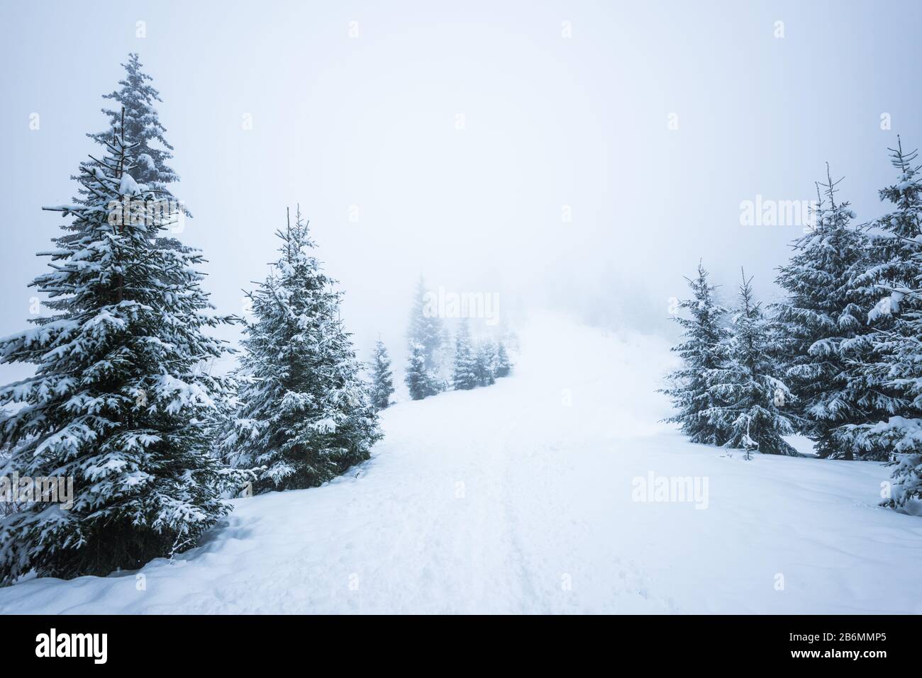 Bottom view massive chic snowy fir trees grow in the middle of a hill ...
