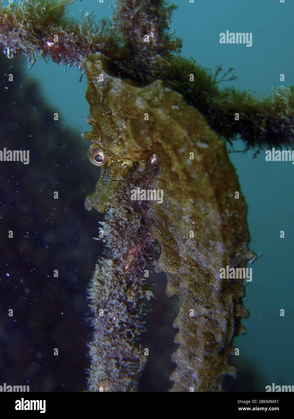 Close up of a wild yellow colored Whites seahorse, se horse (Hippocampus Whitei) clinging at the shark net of Watsons Bay aquatic pool Stock Photo