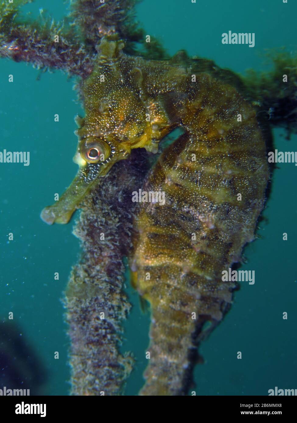 Close up of a wild yellow colored Whites seahorse, se horse (Hippocampus Whitei) clinging at the shark net of Watsons Bay aquatic pool Stock Photo