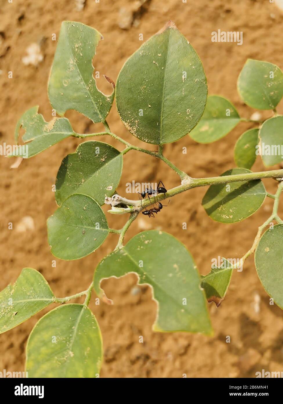 Two black garden ants(lasius niger) facing each other on a plant Stock Photo