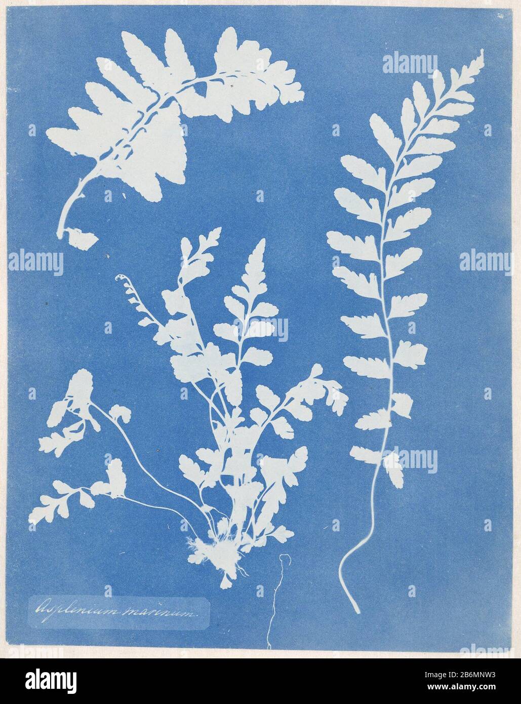Fotogram van een Zeestreepvaren (Asplenium marinum) Asplenium marinum (titel op object) Photogram of Asplenium marinum (Asplenium marinum) Asplenium marinum (title object) Property Type: photogram Item number: RP-F F80152 Manufacturer : photographer Anna Atkins Place manufacture: England Date: approx 1854 Physical features: cyanotypie Material: Paper Engineering : cyanotypie Dimensions: photo: h 247 mm × W 193 mm Subject: plants; vegetation and Stock Photo