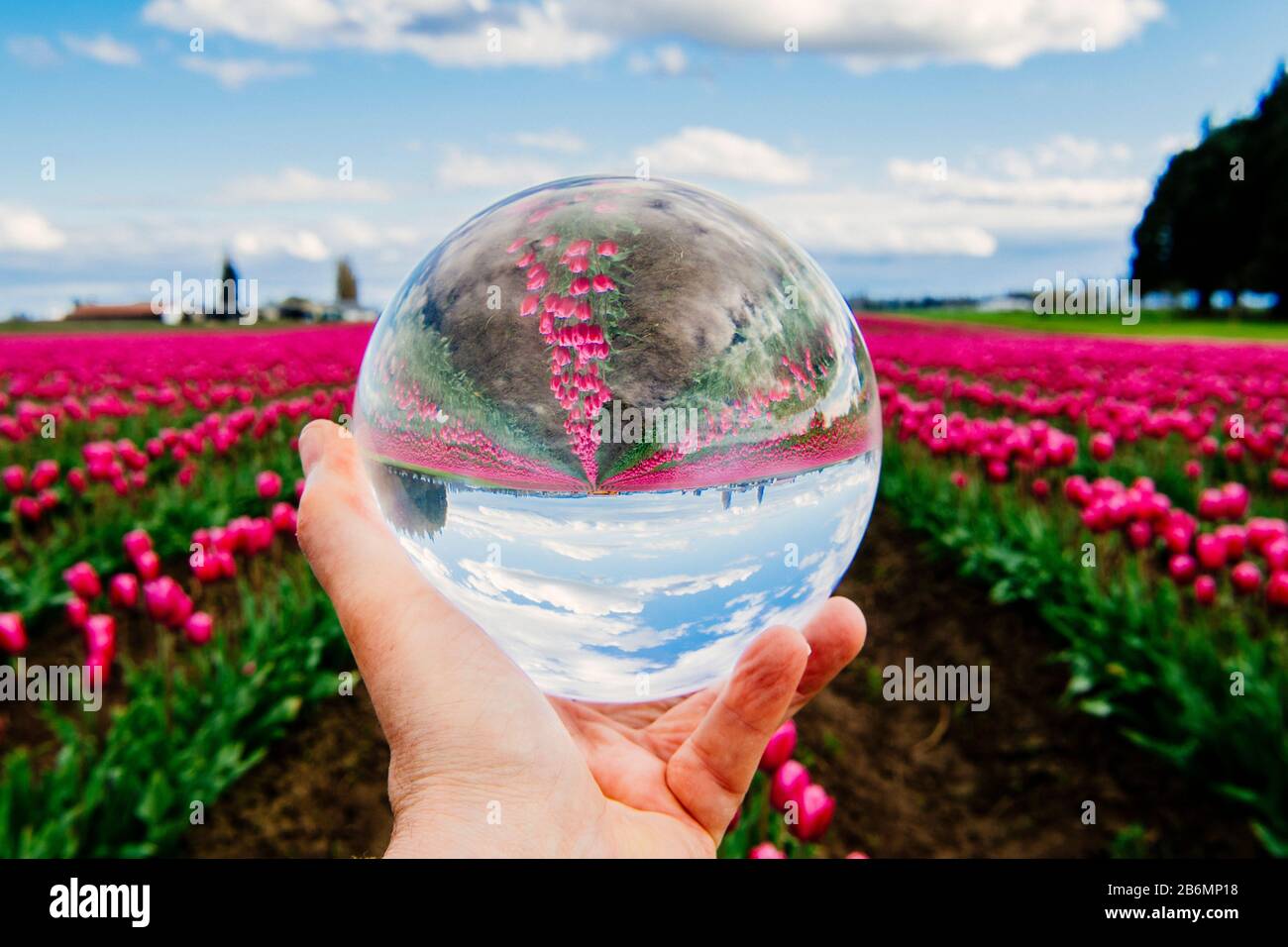 Person holding glass ball with flowers reflection, Skagit Valley, Washington, USA Stock Photo