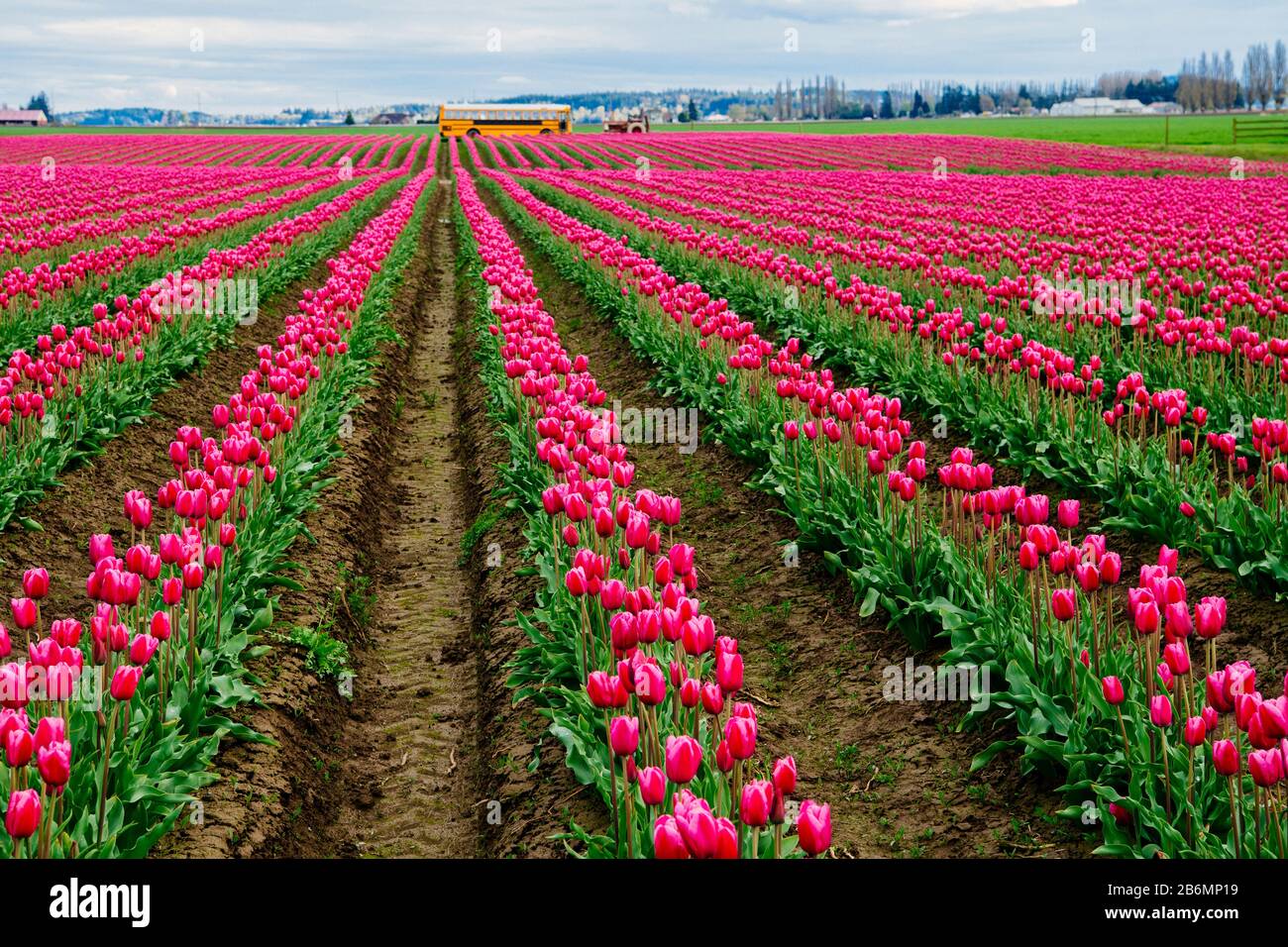 View of tulip field, Skagit Valley, Washington, USA Stock Photo