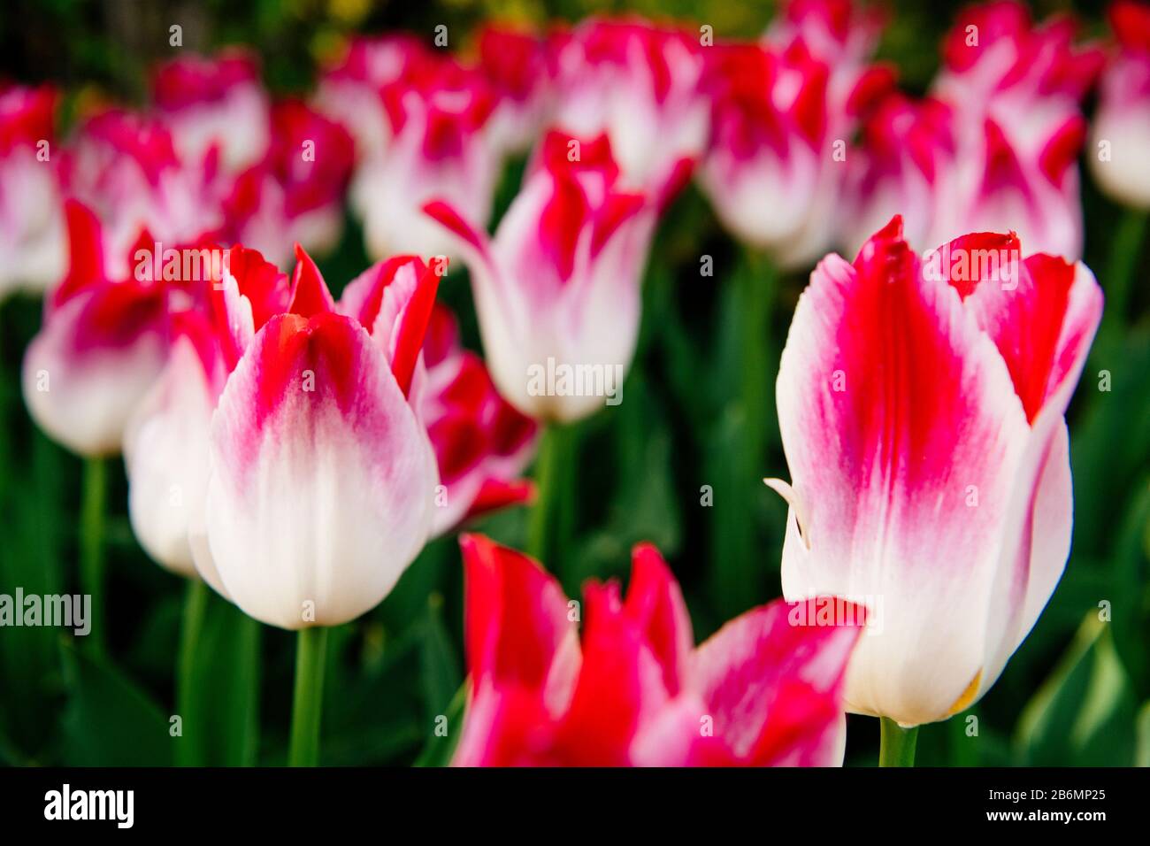 Close up of tulips, Skagit Valley, Washington, USA Stock Photo