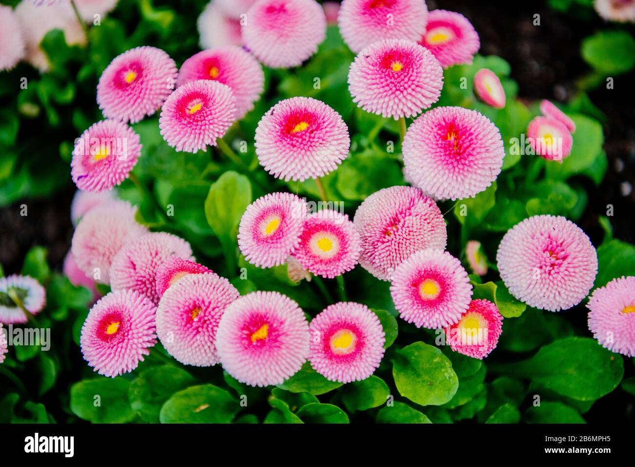 Close up of daisy flowers, Butchart Gardens, Vancouver Island, British Columbia, Canada Stock Photo