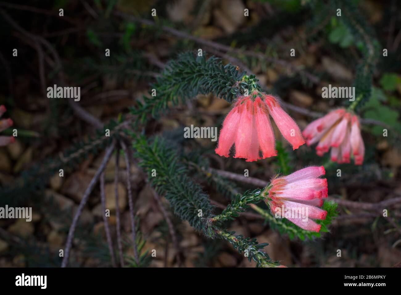 Erica cerinthoides, an evergreen heather native to South Africa, with beautiful  red-orange tubular flowers and a dark green foliage Stock Photo