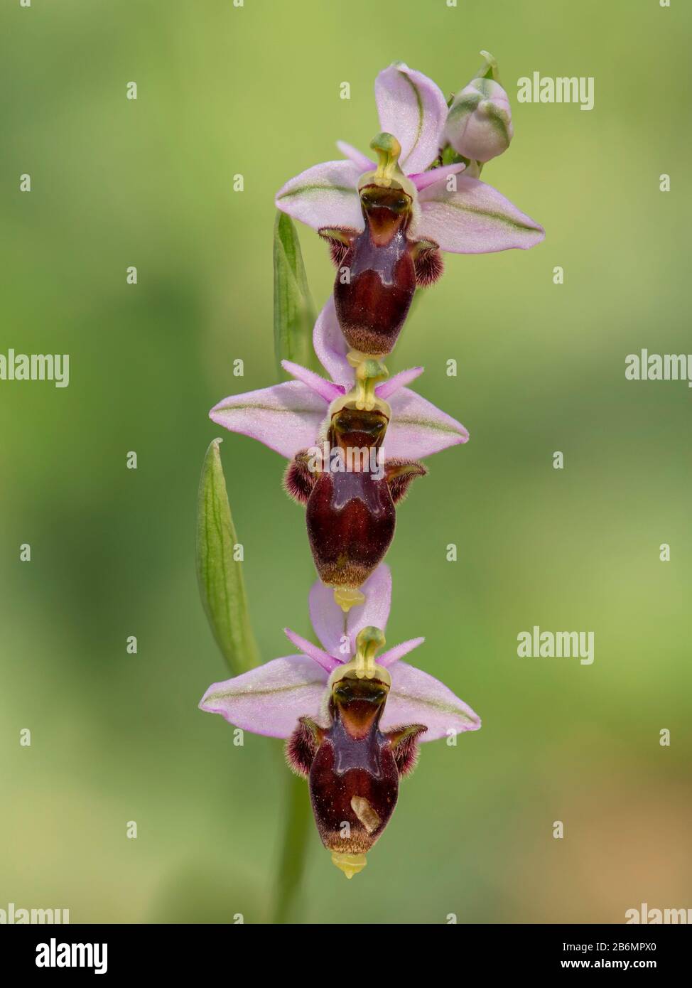 Woodcock Orchid, inflorescence, (Ophrys scolopax), wild orchid, Andalusia, Spain Stock Photo