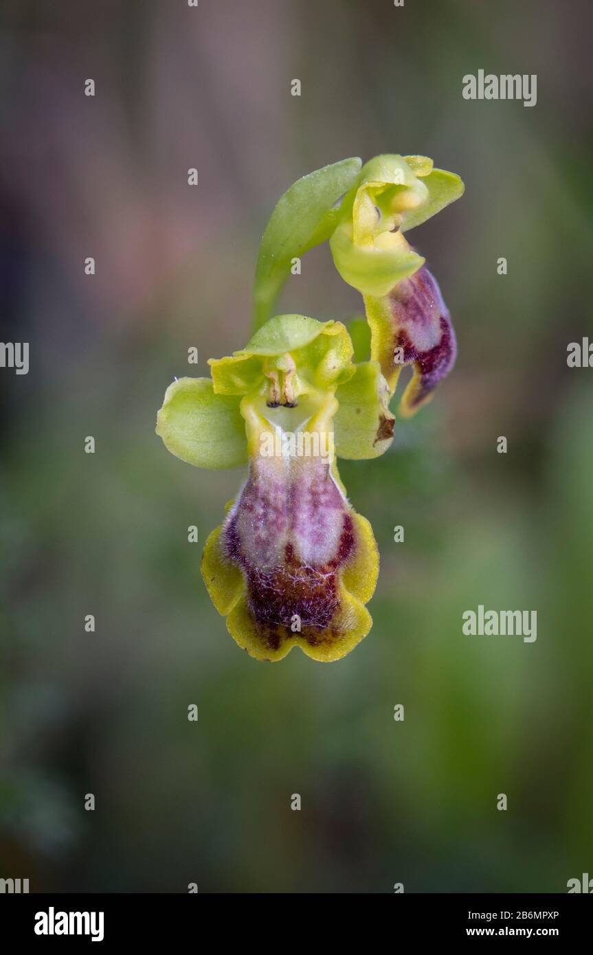 Ophrys fusca x ophrys lutea hires stock photography and images Alamy