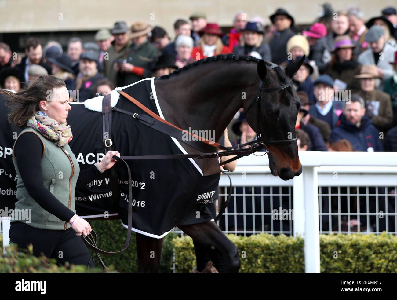 Sprinter Sacre is paraded around the parade ring during day two of the Cheltenham Festival at Cheltenham Racecourse. Stock Photo