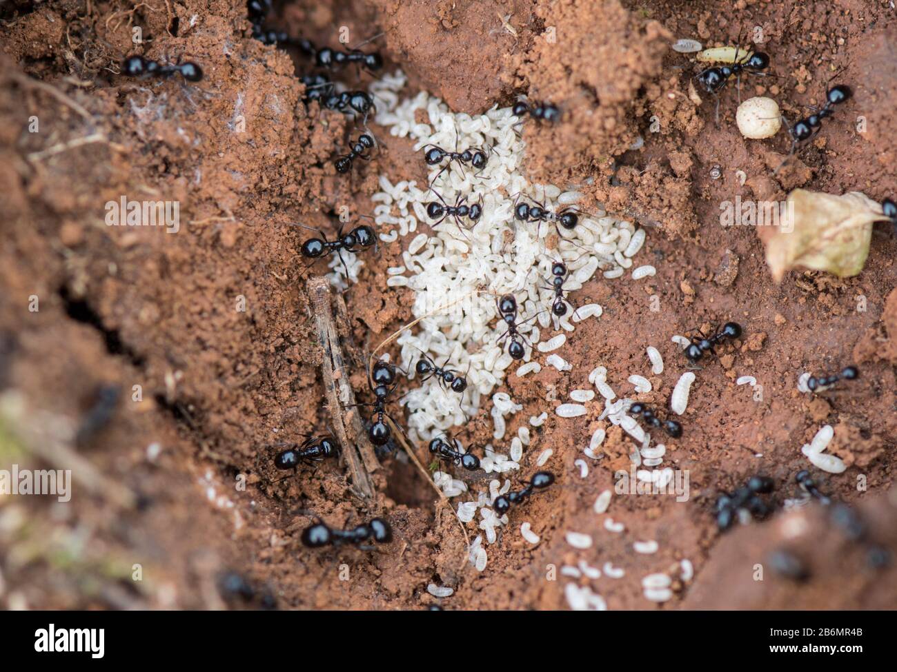 Ant eggs hires stock photography and images Alamy