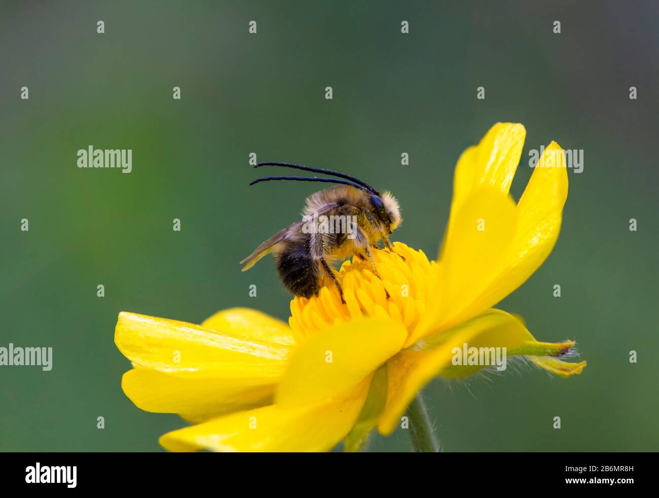 Long-horned Bee, (Eucera longicornis) feeding on yellow flower, Andalusia, Spain. Stock Photo