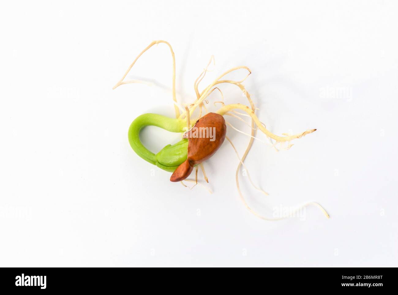 Close up of young Spring bean seed, sprouting and germinating seeds. Stock Photo