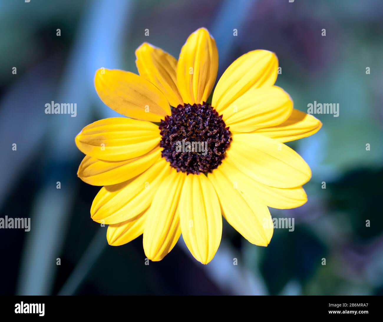 Macro image of a Beach Sunflower, on Cape Canaveral Beach, Florida, Stock Photo