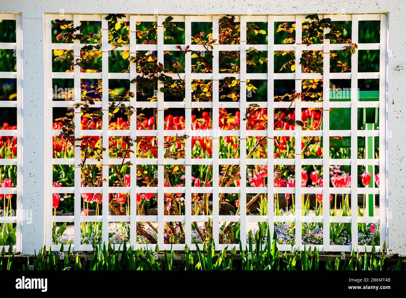 jordan 11 bred near me