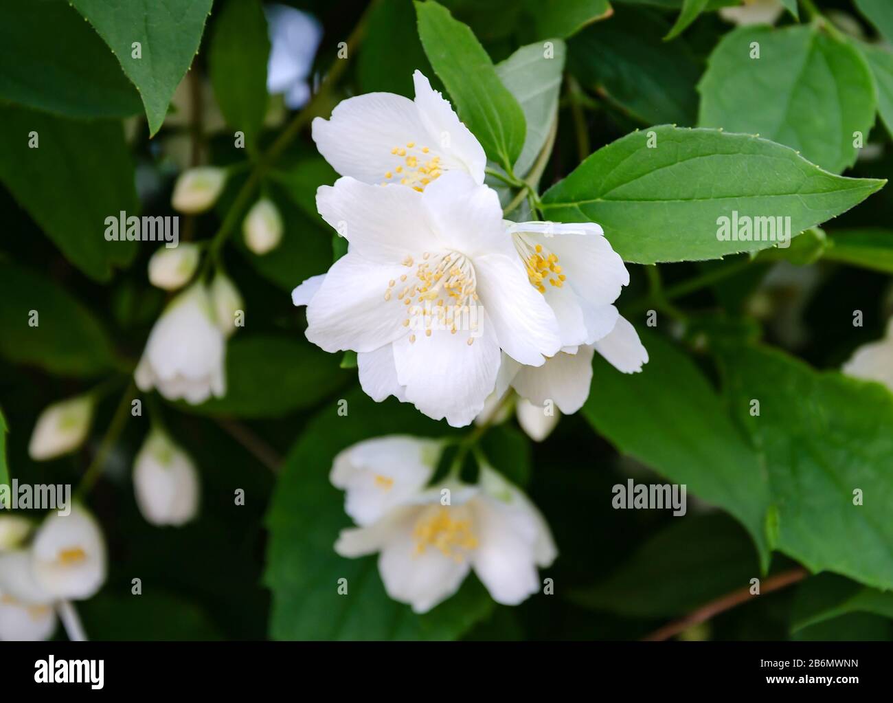 jasmine blooms with white flowers, on a warm day in the garden, beautiful background, close-up Stock Photo