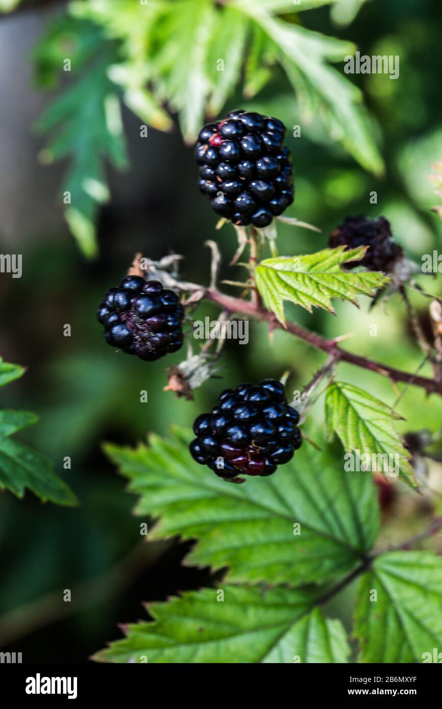 Blackberry bushes with thorns and black fruits Stock Photo Alamy
