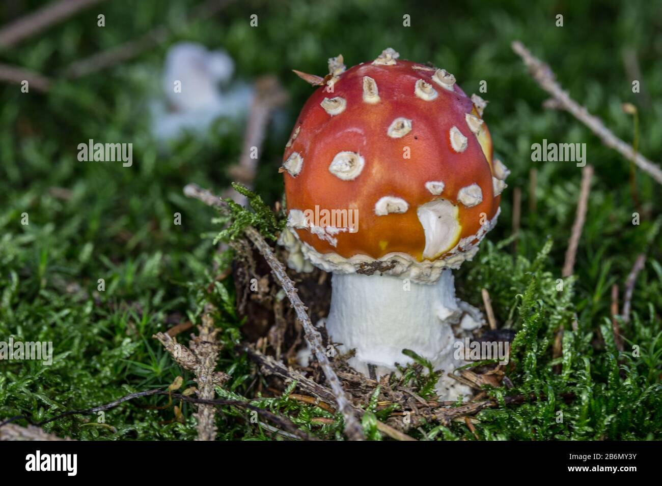 poisonous toadstool with white red speckled cap Stock Photo