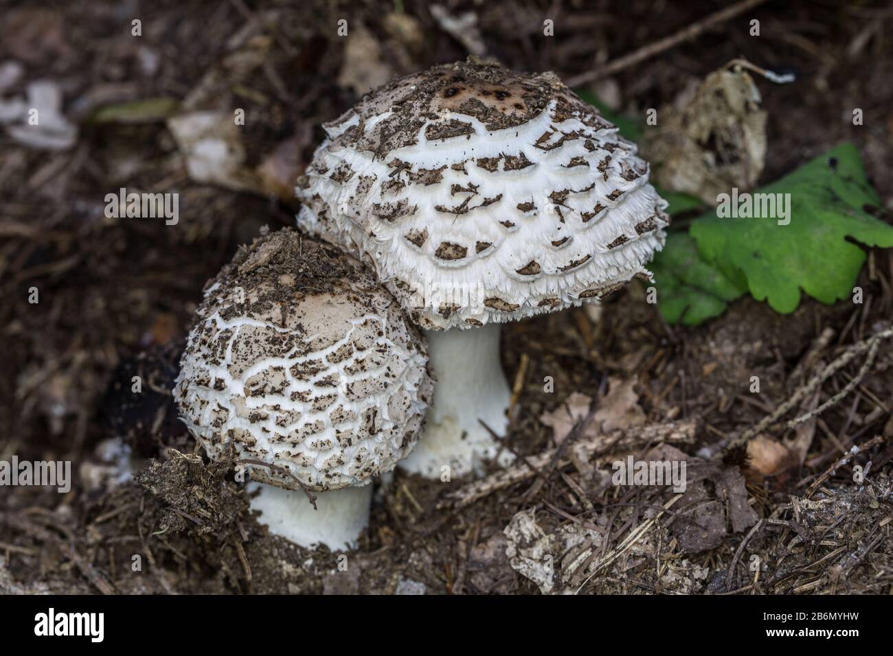 Edible mushrooms with mushroom caps on the forest floor Stock Photo
