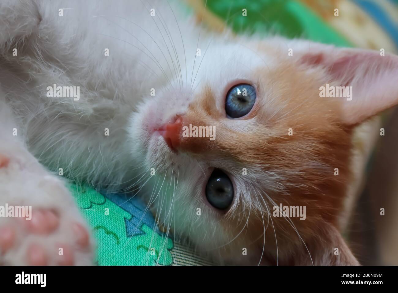 Cat Meme High Resolution Stock Photography And Images Alamy