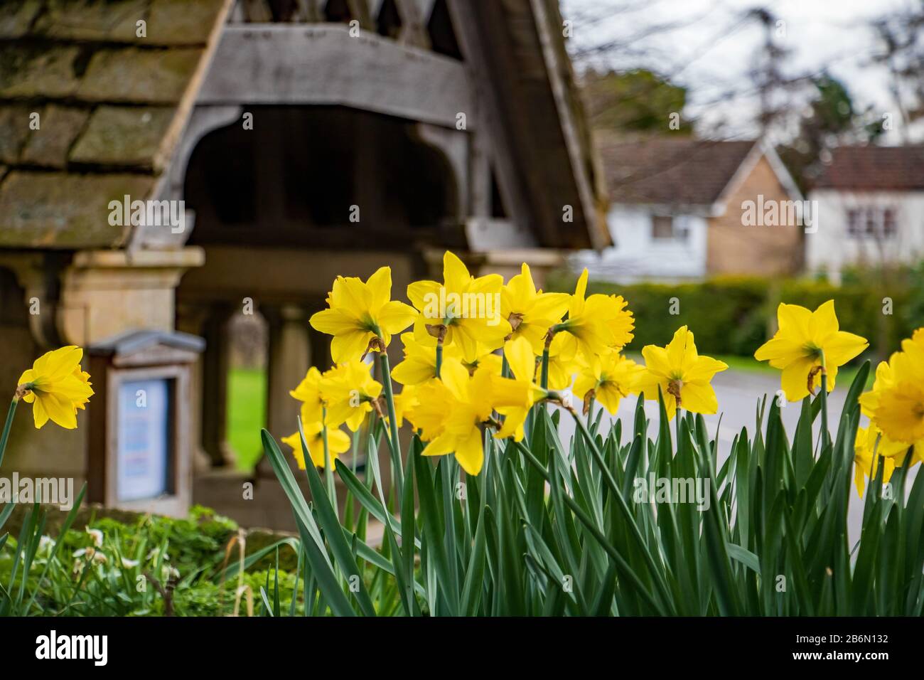 Daffodils blooming near the lychgate in St Peter's churchyard, Sharnbrook, Bedfordshire, UK Stock Photo