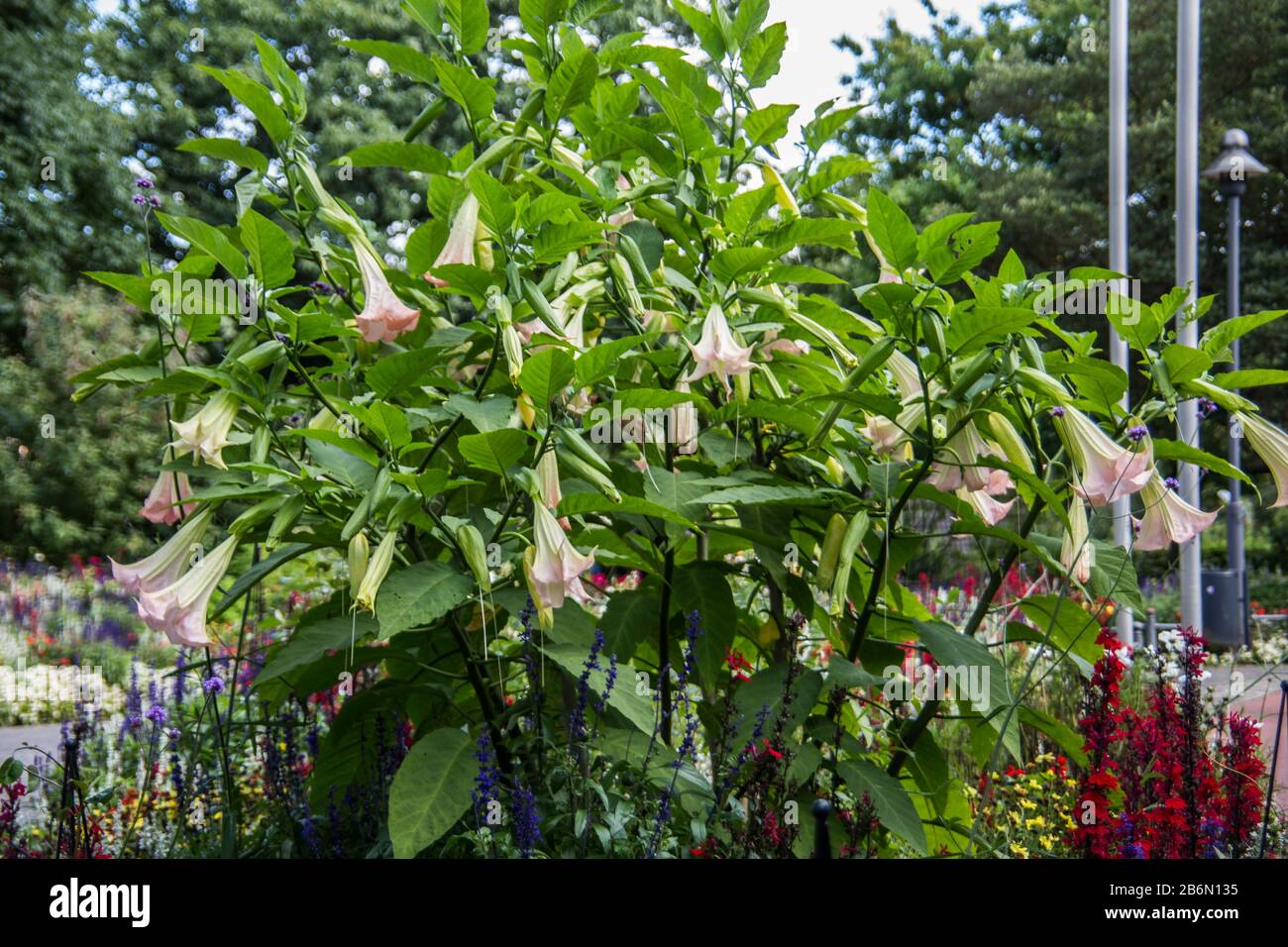 Jasmine trumpets hires stock photography and images Alamy