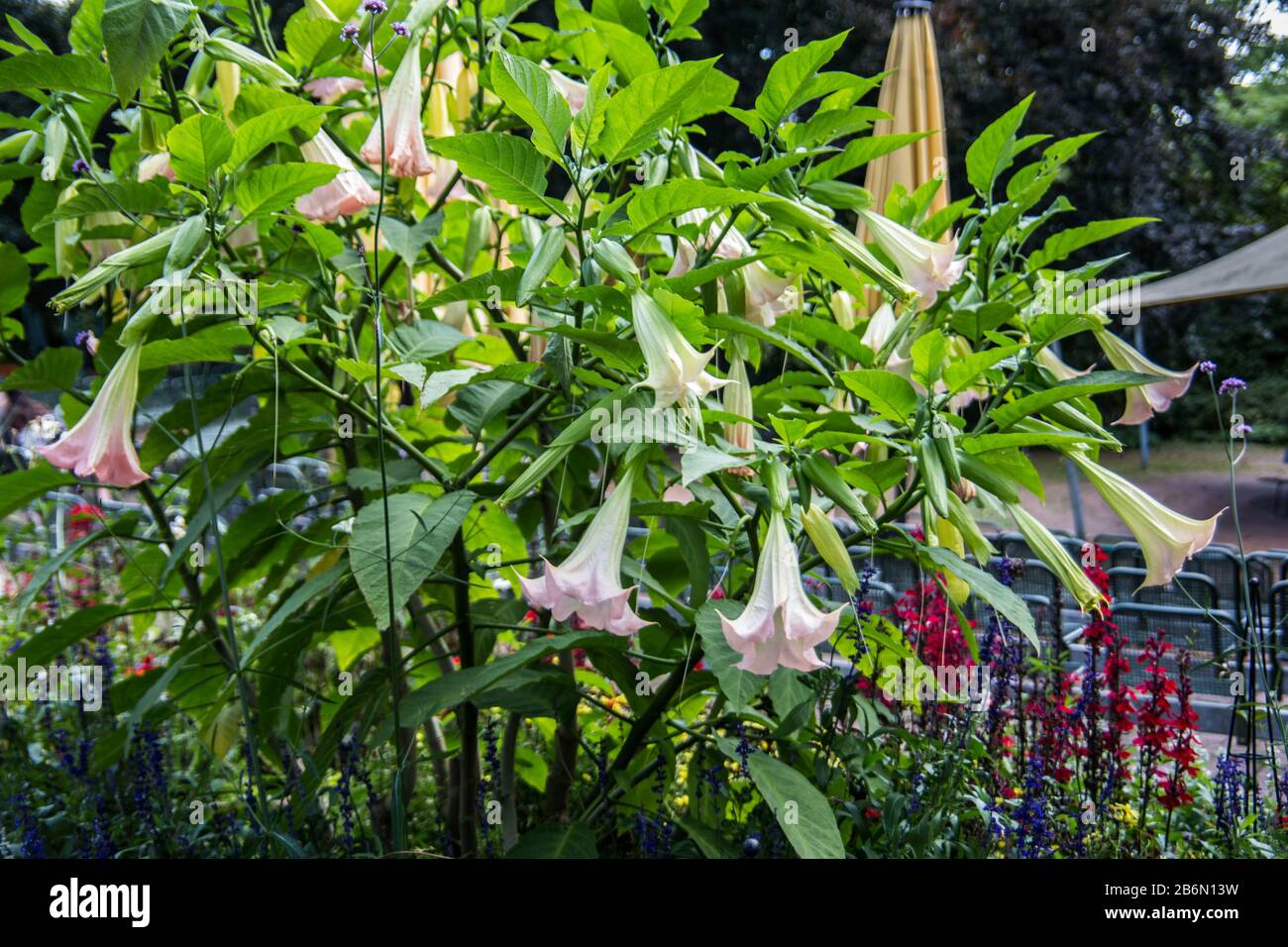 poisonous trumpet flower with calyxshaped yellow flowers Stock Photo