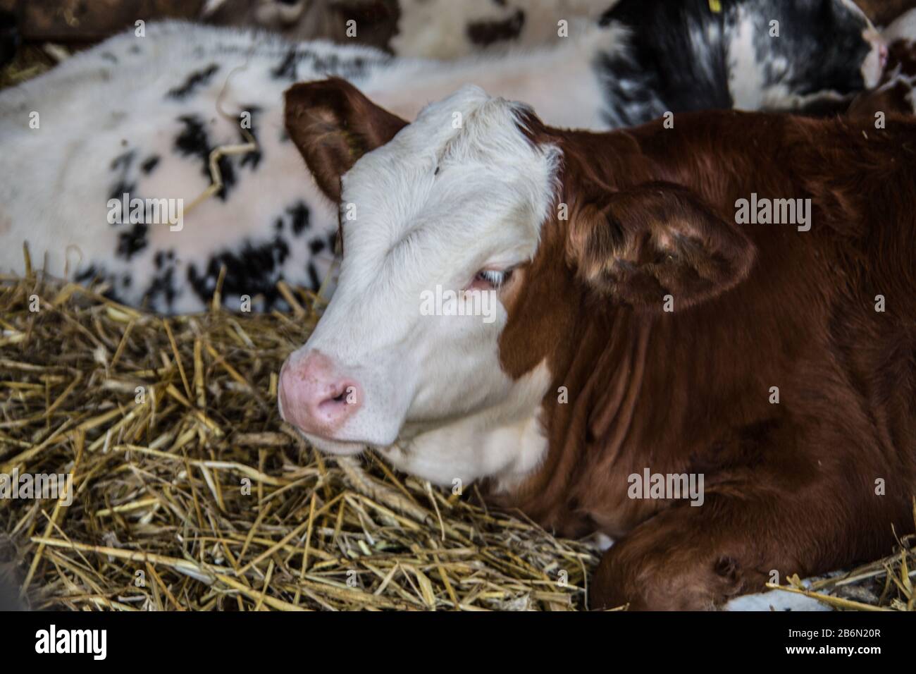 spotted cattle on pasture and in the stable Stock Photo