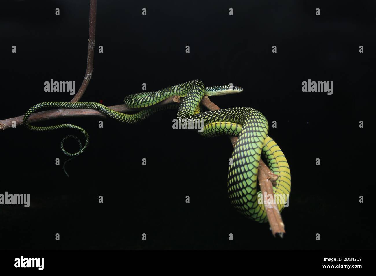 Paradise Flying Snake, Chrysopelea paradisi Stock Photo - Alamy