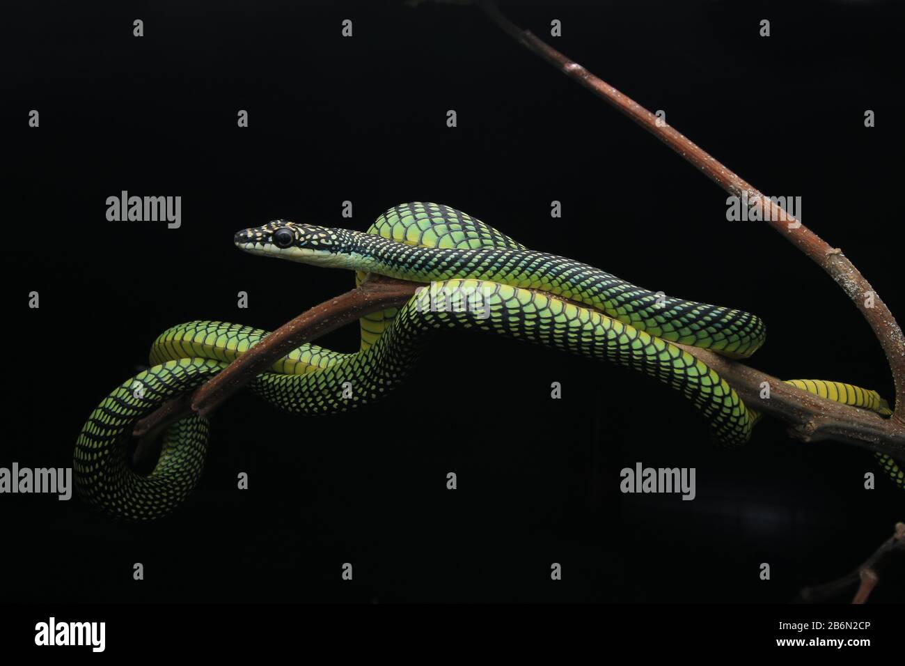 Paradise Flying Snake, Chrysopelea paradisi Stock Photo - Alamy
