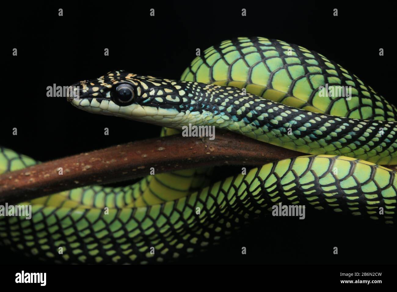 Paradise Flying Snake, Chrysopelea paradisi Stock Photo - Alamy