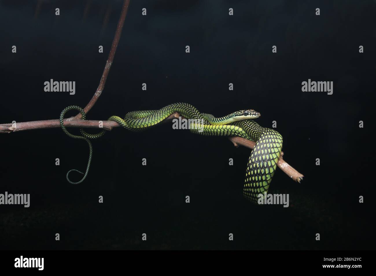 Paradise Flying Snake, Chrysopelea paradisi Stock Photo - Alamy