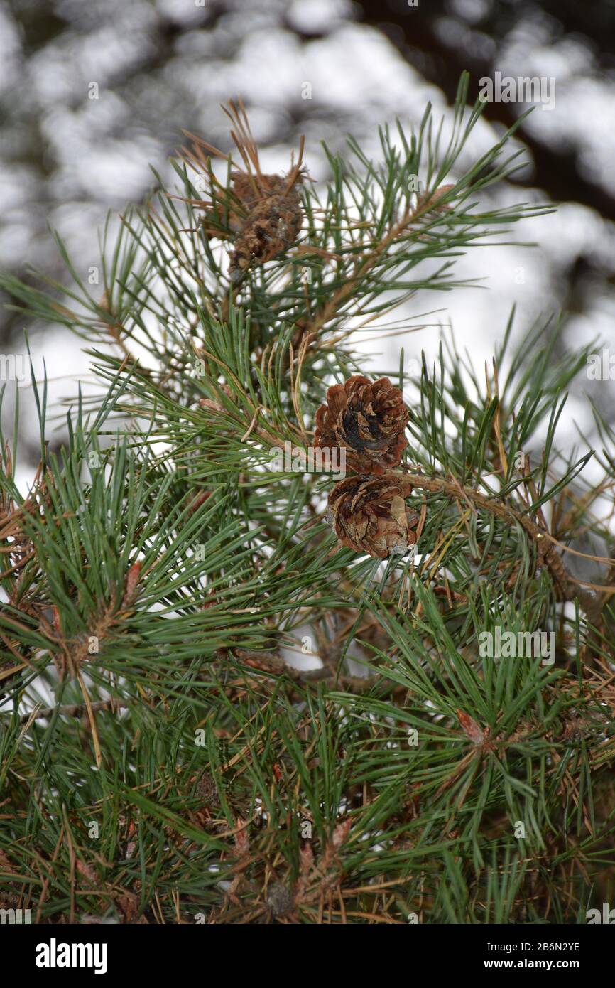 Three cones on a thin pine branch with pine needles Stock Photo