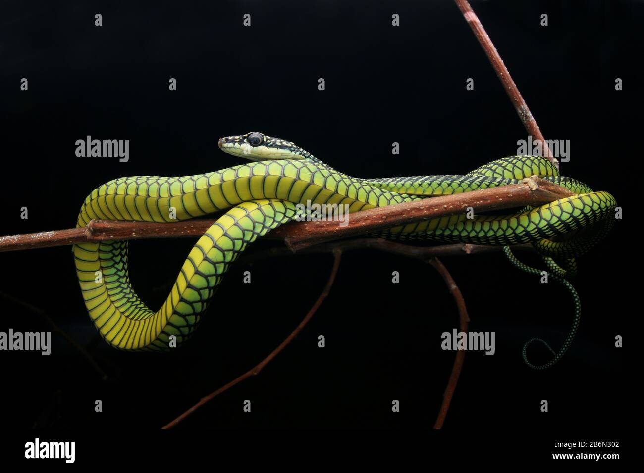 Paradise Flying Snake, Chrysopelea paradisi Stock Photo - Alamy