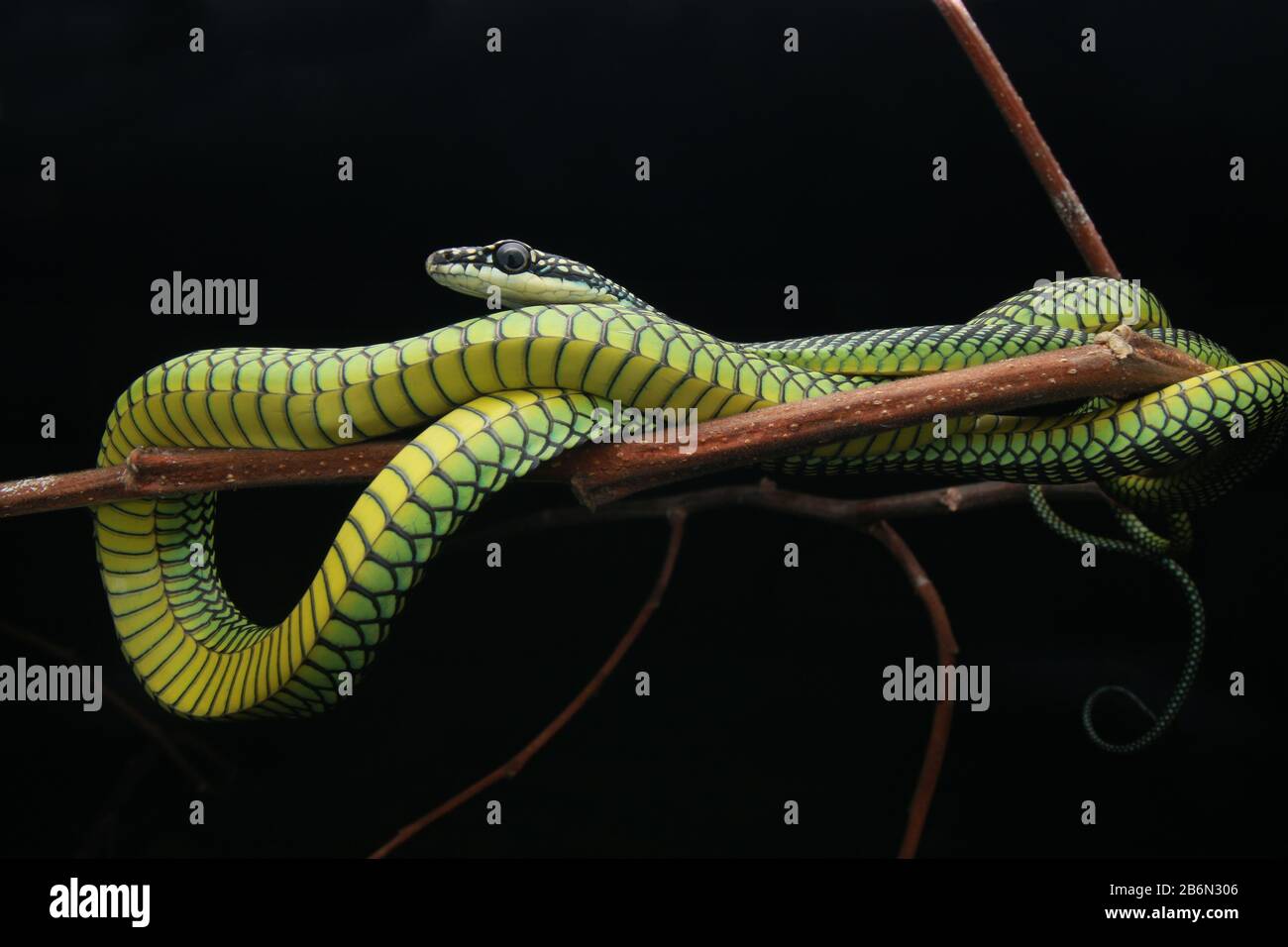 Flying snake rainforest flying hi-res stock photography and images - Alamy