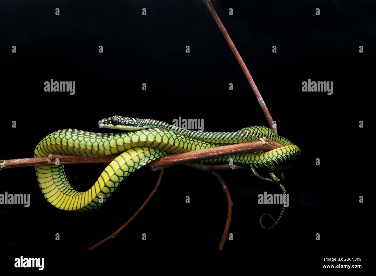 Paradise Flying Snake, Chrysopelea paradisi Stock Photo - Alamy