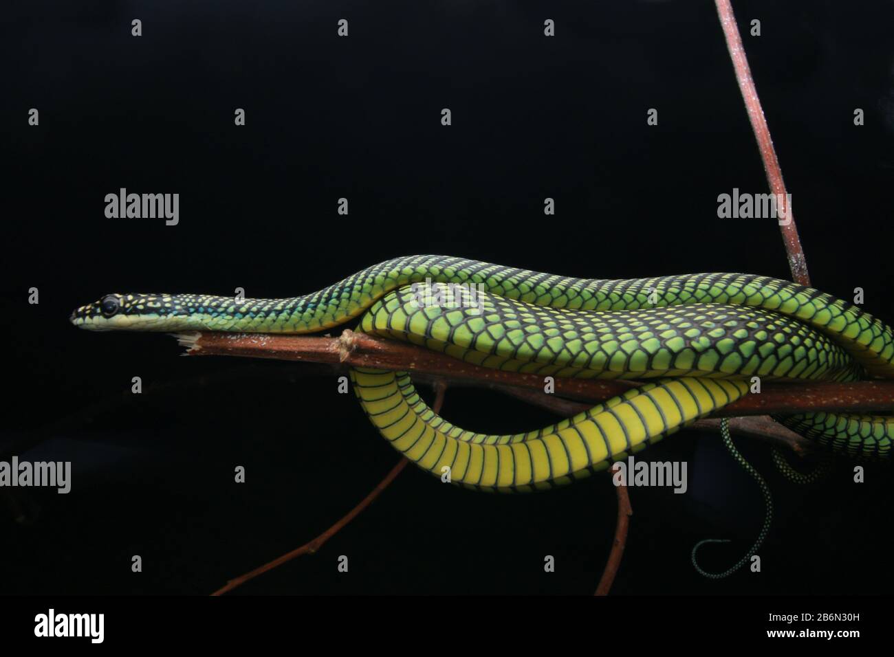 Paradise Flying Snake, Chrysopelea paradisi Stock Photo - Alamy